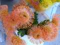 Leucospermum 1